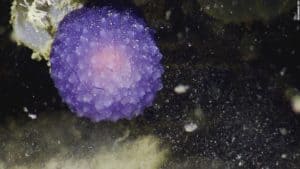 purple-blob