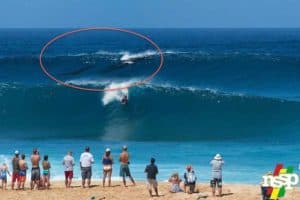 surfing whales pipeline