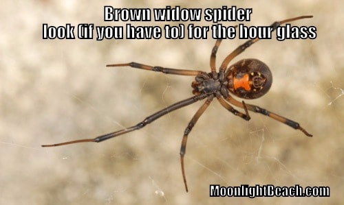 RED vs BROWN vs BLACK WIDOW! - How Deadly Are Widow Spiders REALLY? (ft.  @MyWildBackyard) 