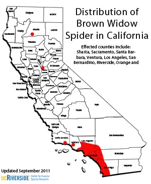 brown widow spider california